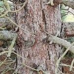 Pinus nigra Bark