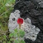Lotus tetragonolobus Flor