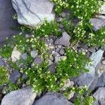 Galium megalospermum Habit