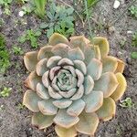 Echeveria colorataFlower