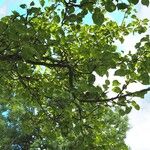 Pyrus cordata Hábito