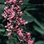 Lespedeza virginica 花