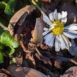 Bellis perennisFlor