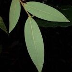 Xylopia macrantha Hoja