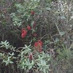 Smilax asperaFrugt