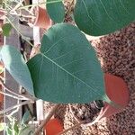 Ficus religiosa Leaf