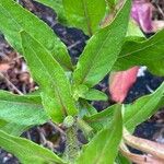 Oenothera glazioviana Hoja