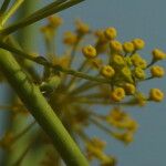Opopanax chironium Flower