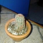 Echinocereus reichenbachii Blad