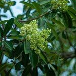 Alstonia scholarisÕis