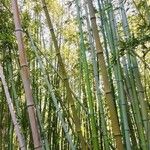 Phyllostachys viridiglaucescens Hábito