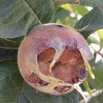 Crataegus germanica Fruit