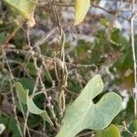 Cynanchum acutum 樹皮