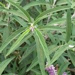 Salvia leucantha Leaf