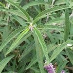 Salvia leucantha पत्ता