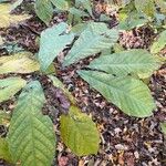 Asimina triloba Leaf