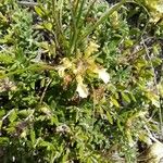 Teucrium montanum Blomst