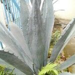 Agave shaferi Blad