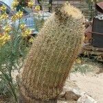 Ferocactus cylindraceus Leaf