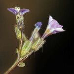 Gilia sinuata Fleur