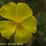 Cistus atriplicifolius Flower