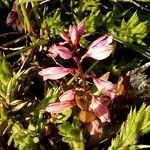 Polygala serpyllifolia Kwiat