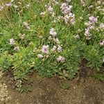 Limonium dodartii عادت داشتن