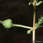 Kallstroemia californica Natur