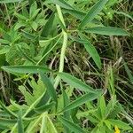 Coreopsis tripteris 叶