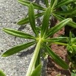 Galium tricornutum Leaf