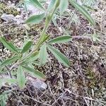 Trifolium arvense Leaf