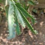 Kalanchoe daigremontiana Blad