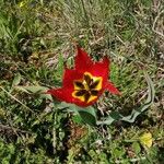 Tulipa undulatifolia Blodyn