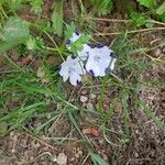 Nemophila maculata 花