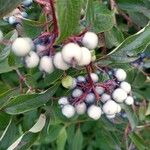 Cornus racemosa Frucht