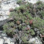 Limonium obtusifolium Habitat