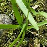 Allium tuberosum Blatt