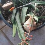 Gasteria disticha Leaf