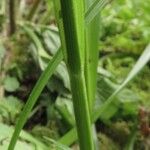 Carex sylvatica Leaf