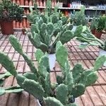 Opuntia strictaഇല