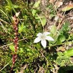 Gentianella germanica Blomma