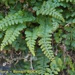 Asplenium foreziense autre