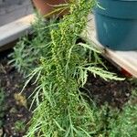 Artemisia biennis برگ