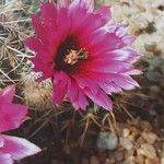 Echinocereus engelmannii Žiedas