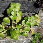 Theligonum cynocrambe Yaprak