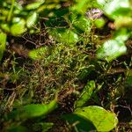 Phyllanthus urinaria 整株植物