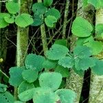 Amelanchier alnifolia Leaf