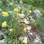 Helichrysum stoechasŽiedas