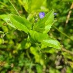 Veronica americana Blad