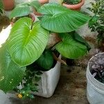 Philodendron davidsonii Kwiat